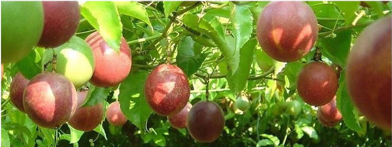 Passion Fruit